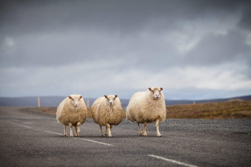 Reykjavík: Southern Iceland 6-Day Self-Drive Tour - The Sum Up