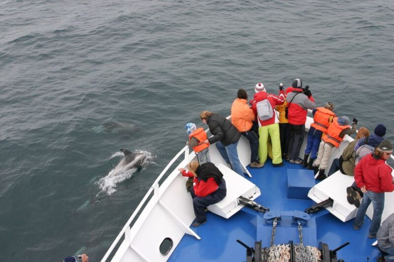 Reykjavik: the Original 3-Hour Whale Watching Tour - Key Points