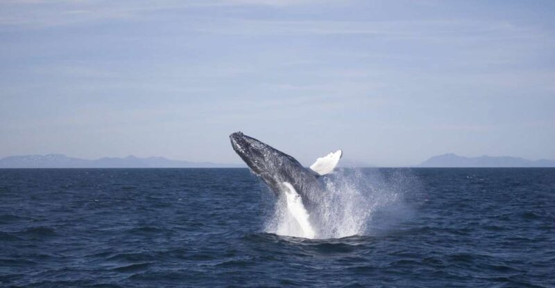 Reykjavik: the Original 3-Hour Whale Watching Tour - An Authentic Icelandic Marine Adventure