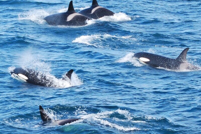 Reykjavik: the Original 3-Hour Whale Watching Tour - The Viewing Experience