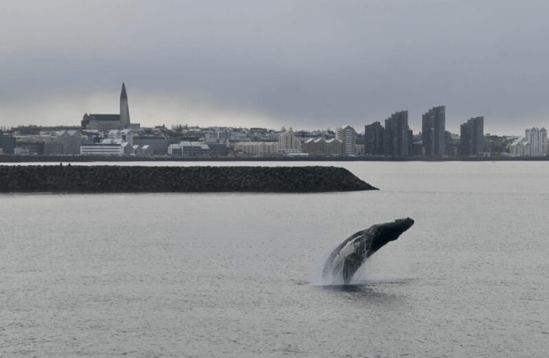 Reykjavik: the Original 3-Hour Whale Watching Tour - FAQ
