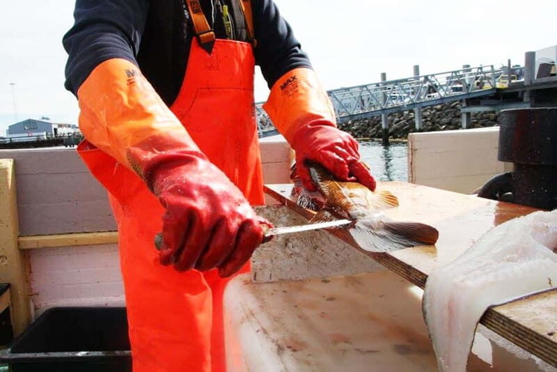 Reykjavik: Traditional Sea Fishing with BBQ Feast - Key Points