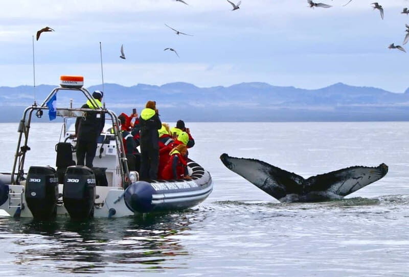 Reykjavik: Whale and Puffin Watching RIB Boat Tour - What’s Included and What to Expect