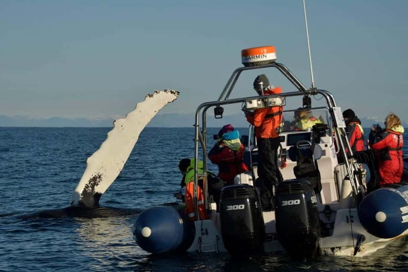 Reykjavik: Whale and Puffin Watching RIB Boat Tour - Pricing and Value