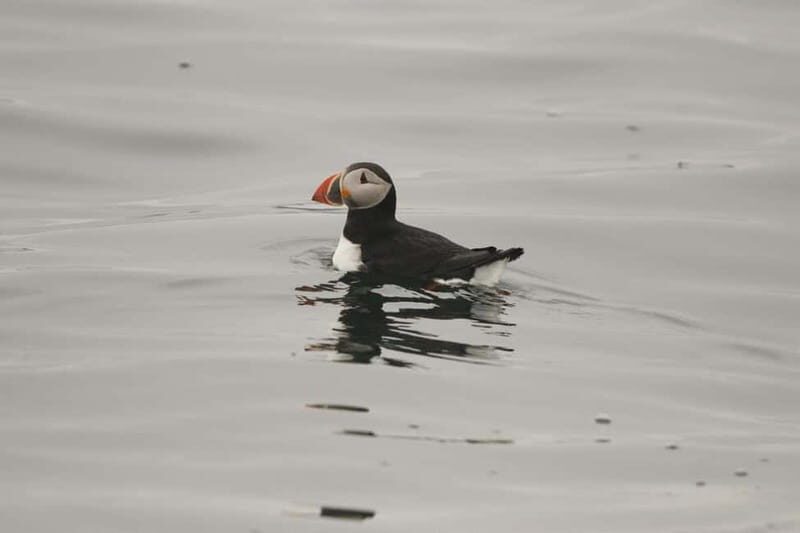 Reykjavik: Whale and Puffin Watching RIB Boat Tour - Practical Tips for Travelers
