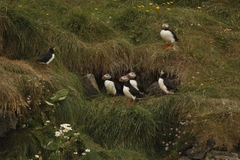 Reykjavik: Whale and Puffin Watching RIB Boat Tour - The Sum Up: Who Will Love This Tour?