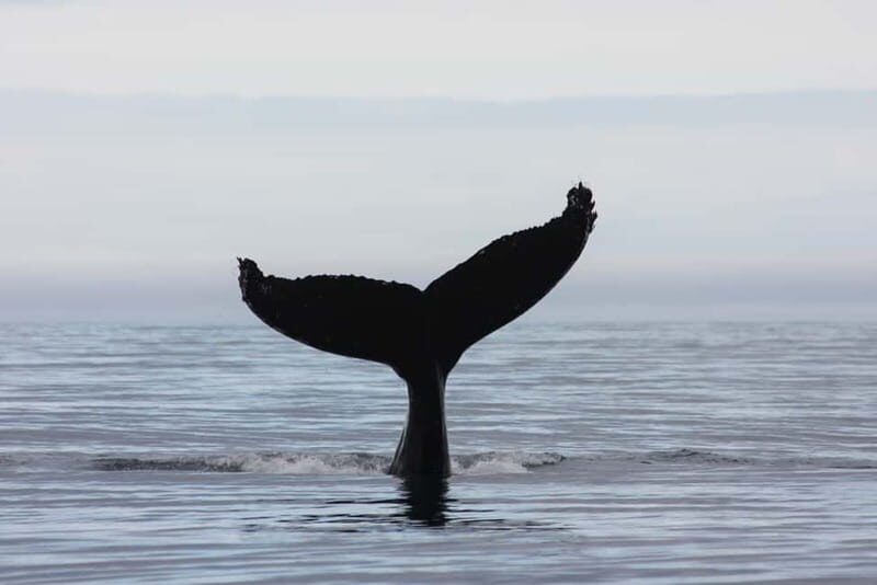 Reykjavik: Whale and Puffin Watching RIB Boat Tour - FAQ