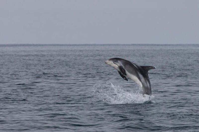 Reykjavík: Whale Watching and Food Lovers Combo - A Closer Look at the Itinerary