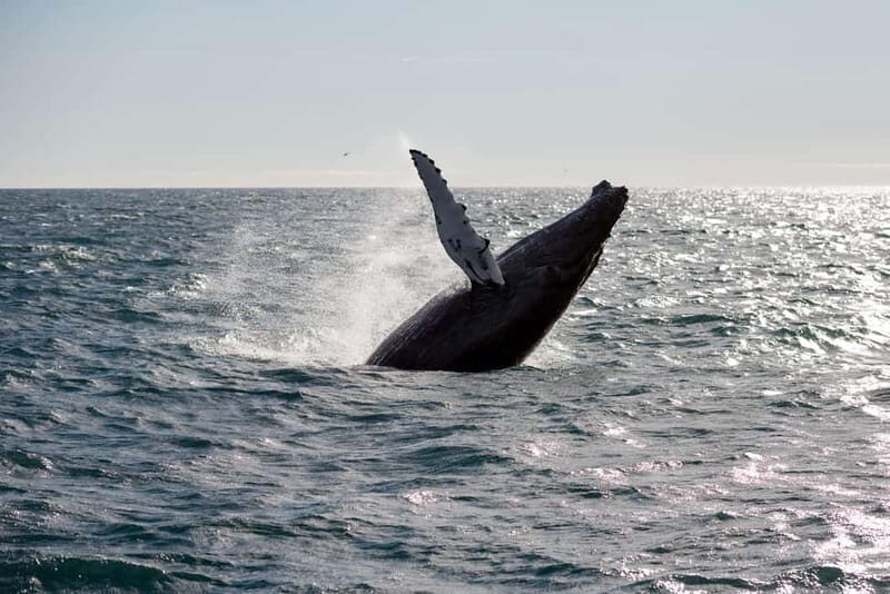 Reykjavik: Whale Watching and Lava Tunnel Combo Tour - FAQs