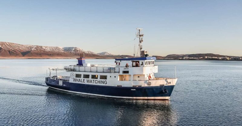 Reykjavík: Whale Watching and Marine Life Cruise - Marine Life You Might See