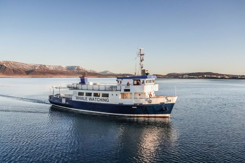 Reykjavík: Whale Watching and Marine Life Cruise - Experience Onboard the Cruise