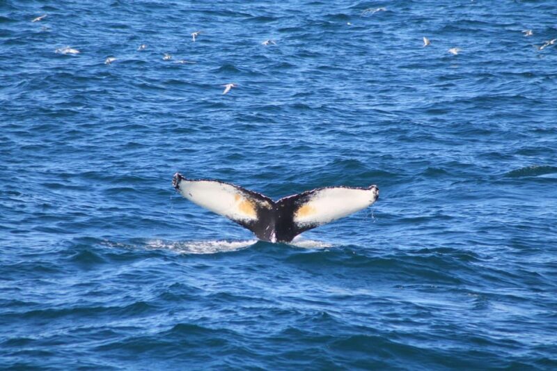 Reykjavík: Whale Watching Cruise and FlyOver Combo Ticket - Highlights of the Tour