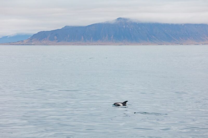 Reykjavík: Whale Watching Cruise on the Amelia Rose Yacht - Unique Wildlife Encounters