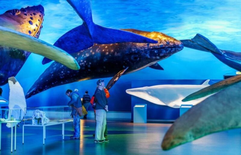 Reykjavik: Whale Watching Excursion & Whale Exhibition - Whale Watching Experience