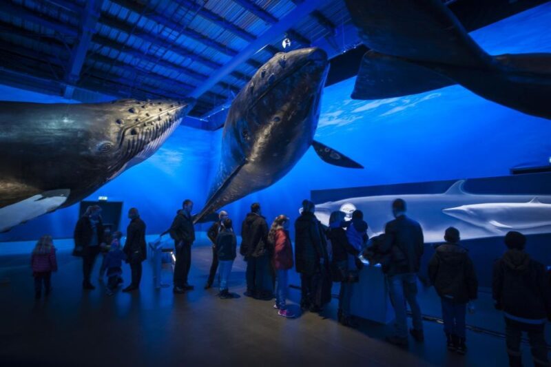 Reykjavik: Whale Watching Excursion & Whale Exhibition - Inclusions and Amenities