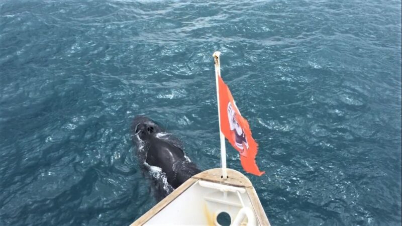 Reykjavik: Whale Watching Excursion & Whale Exhibition - Customer Reviews and Ratings