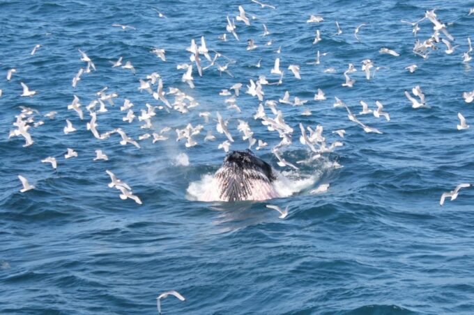 Reykjavik: Whale Watching Excursion & Whale Exhibition - Best Time for Whale Watching