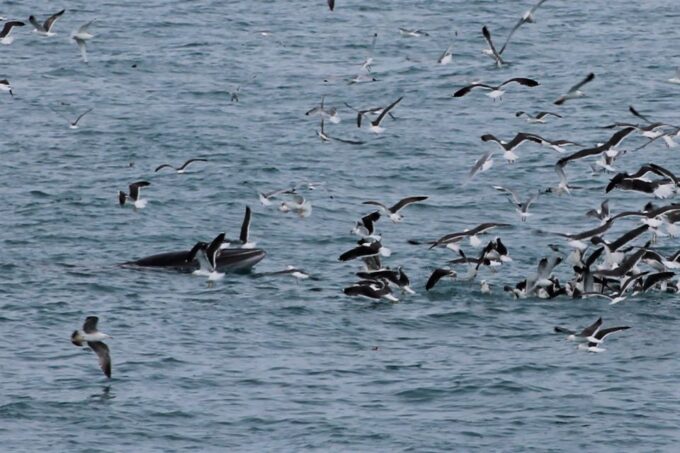 Reykjavik: Whale Watching Excursion & Whale Exhibition - Tips for a Great Experience