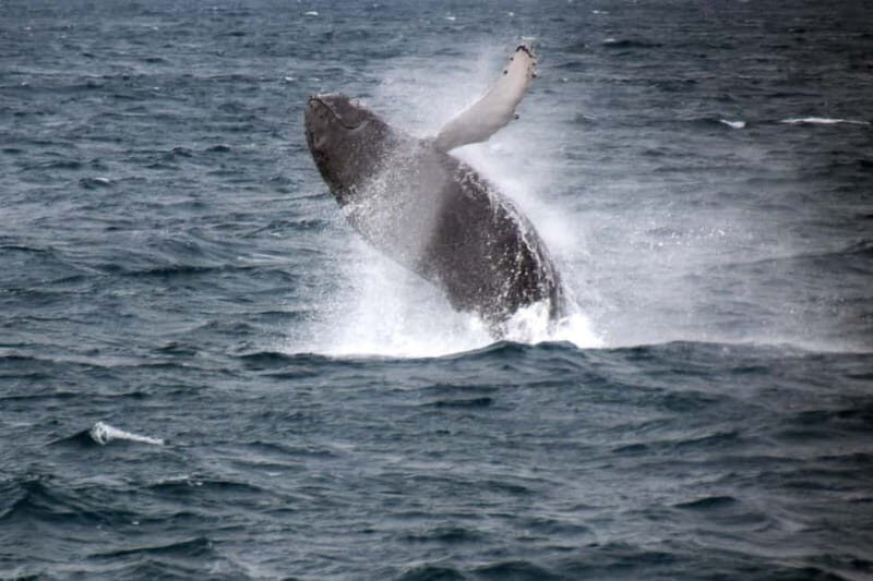 Reykjavik: Whale Watching Express - The Itinerary and Experience: What to Expect
