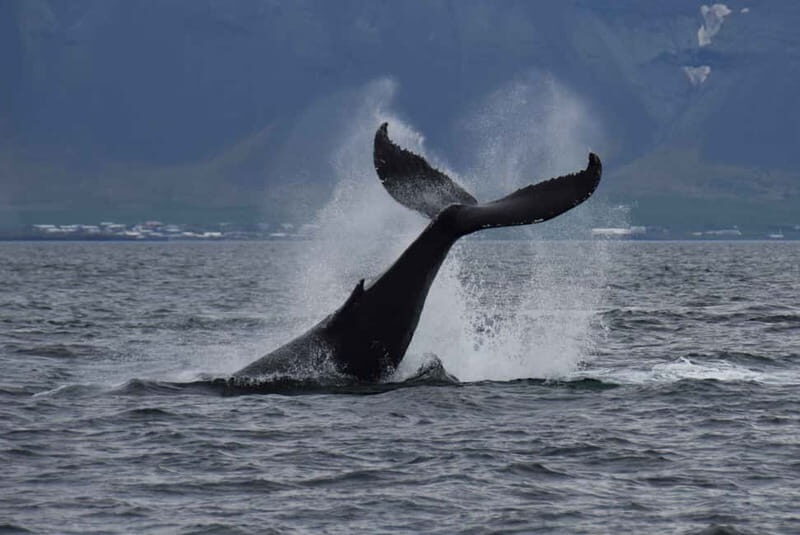 Reykjavik: Whale Watching Express - Price and Value
