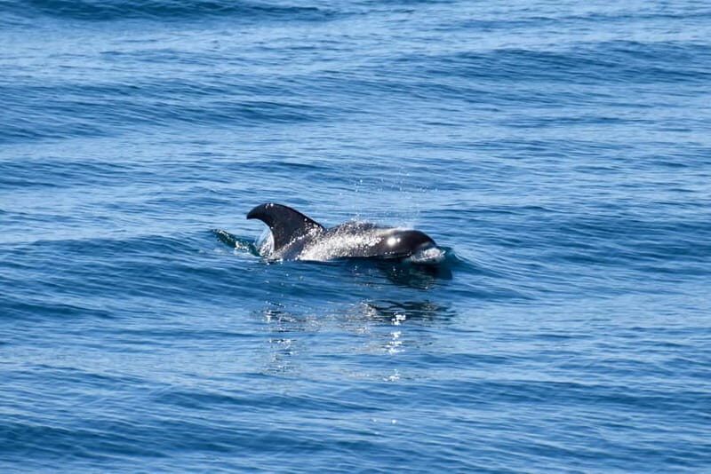 Reykjavik: Whale Watching Express - Final Thoughts
