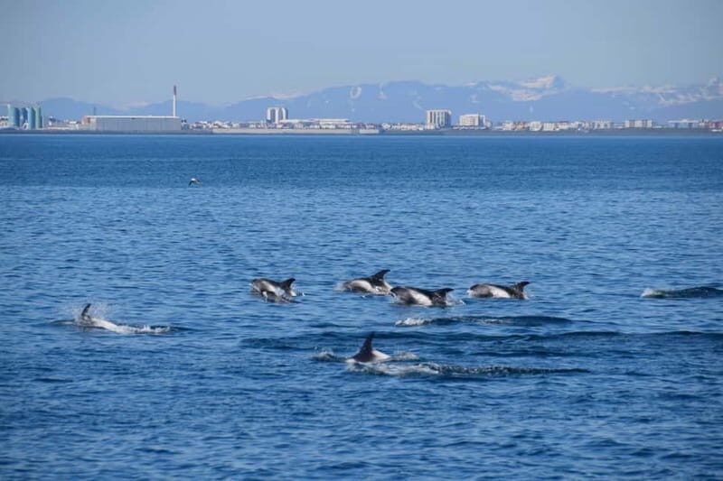 Reykjavik: Whale Watching Express - FAQ