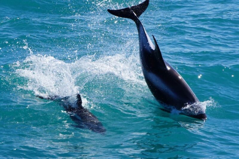 Reykjavik: Whale Watching Express - An In-Depth Look at the Whale Watching Experience