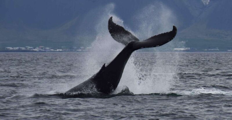 Reykjavik: Whale Watching Express - The Sum Up
