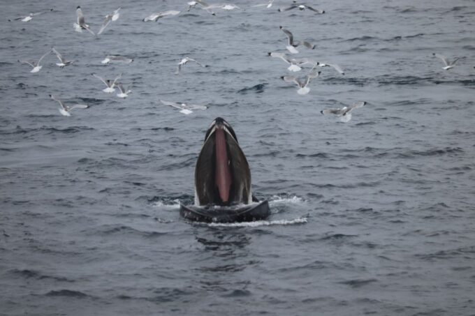 Reykjavik: Whale Watching in Faxaflói Bay & Live Lava Show - Frequently Asked Questions