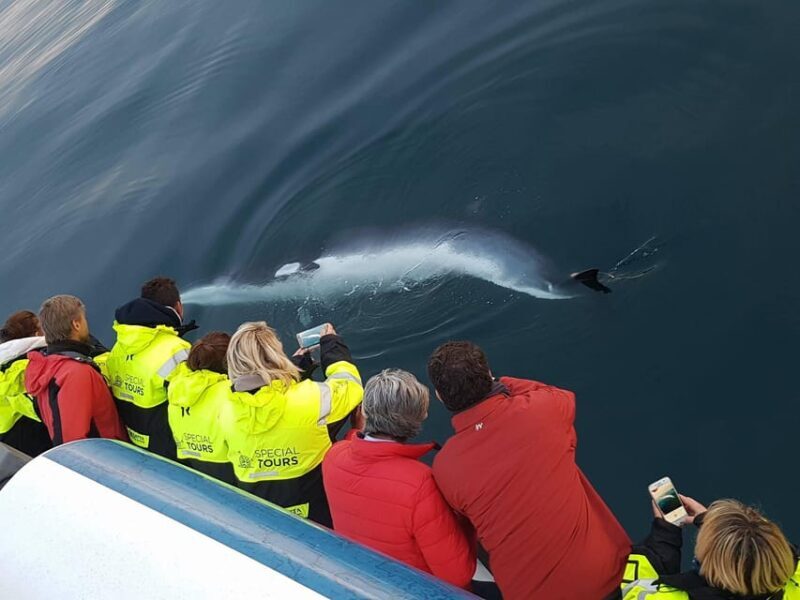 Reykjavik: Whale Watching & Lava Show - A Deep Dive into What to Expect