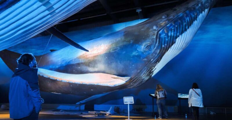 Reykjavik: Whale Watching Tour, Whales of Iceland Exhibition - The Itinerary: What Makes This Tour Stand Out