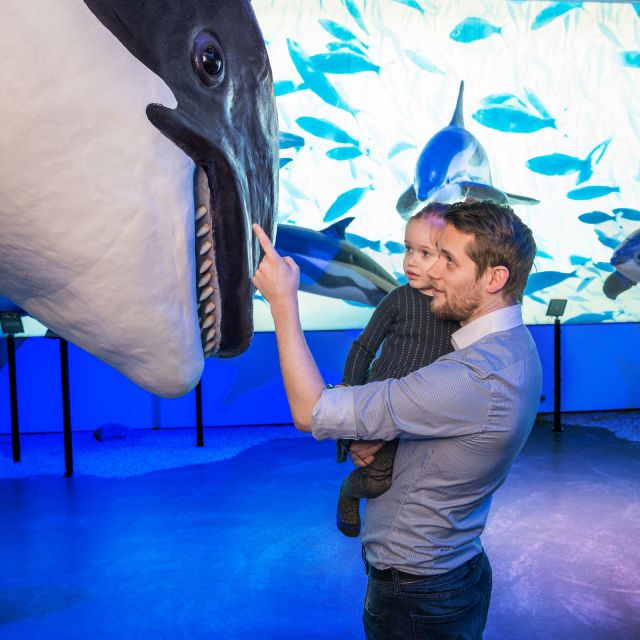 Reykjavik: Whale Watching Tour, Whales of Iceland Exhibition - Marine Wildlife: What You Might See (and What You Might Not)