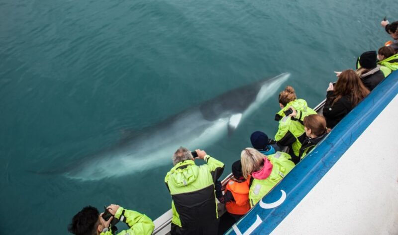 Reykjavik: Whale Watching Tour, Whales of Iceland Exhibition - FAQ