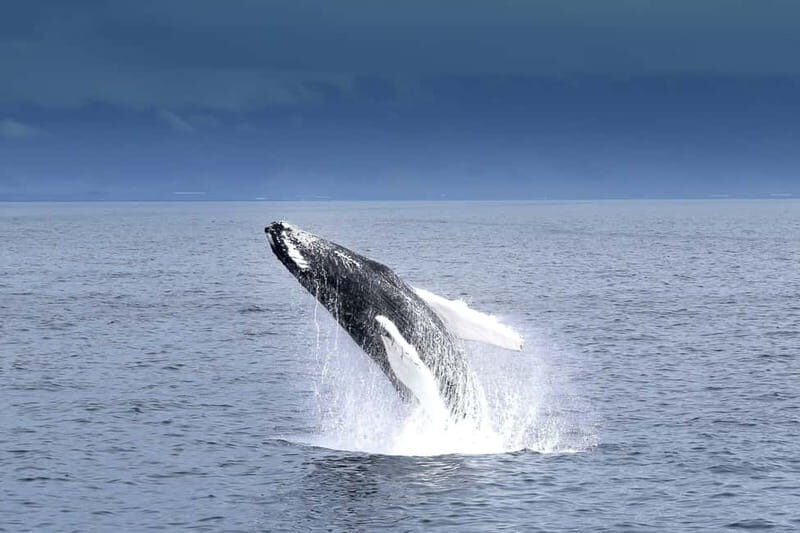 Reykjavik: Whale Watching Tour with Expert Guide - An In-Depth Look at the Reykjavik Whale Watching Experience