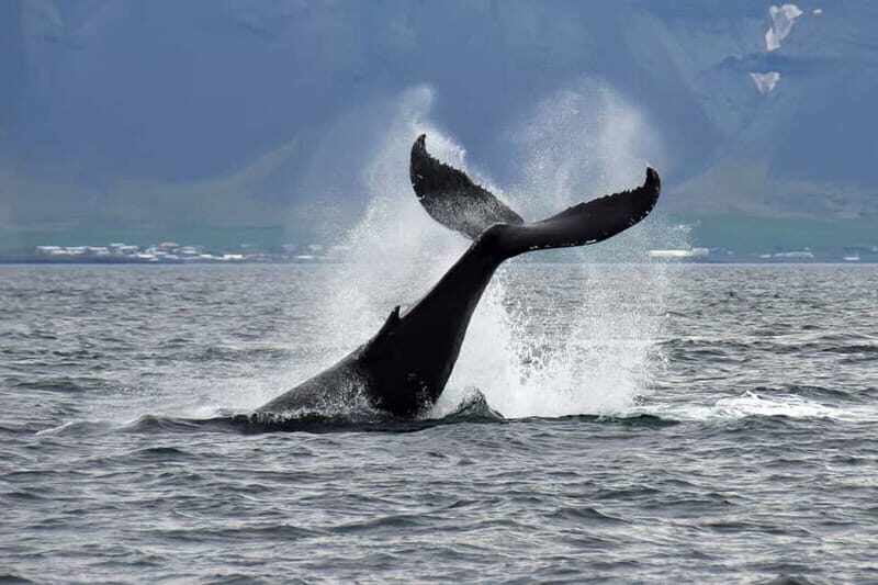 Reykjavik: Whale Watching Tour with Expert Guide - FAQ