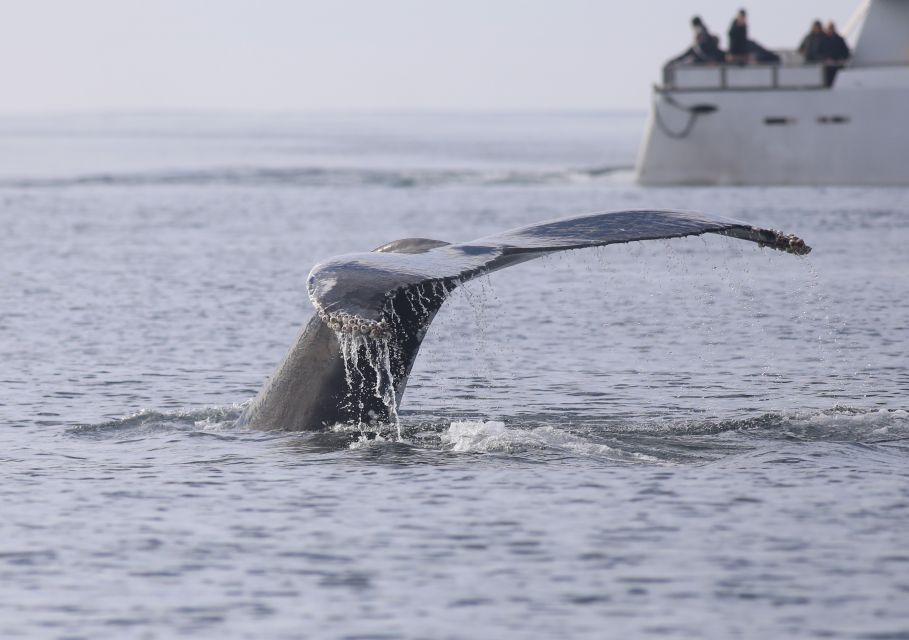 Reykjavik: Whale Watching Tour with Expert Guide - Key Points