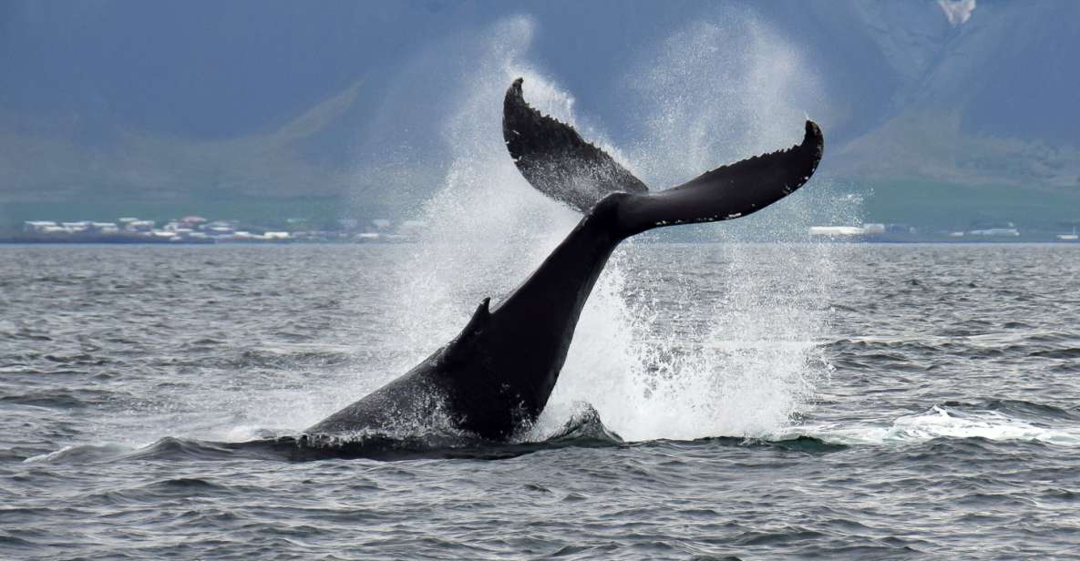 Reykjavik: Whale Watching Tour with Expert Guide - A Detailed Look at the Whale Watching Tour
