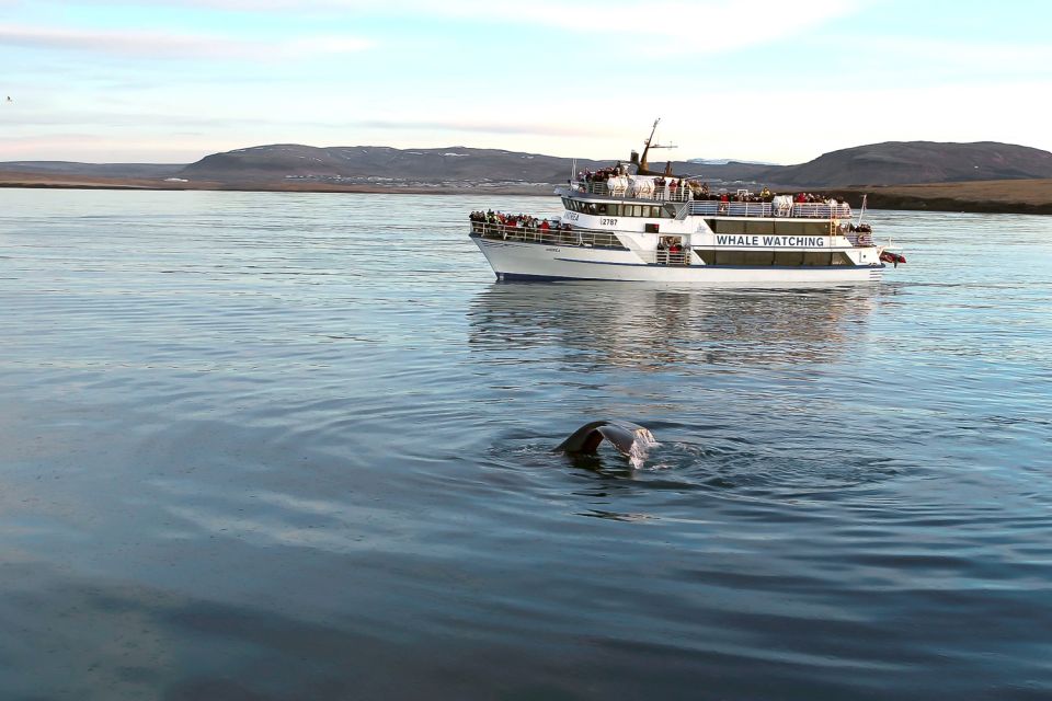 Reykjavik: Whale Watching Tour with Expert Guide - The Sum Up
