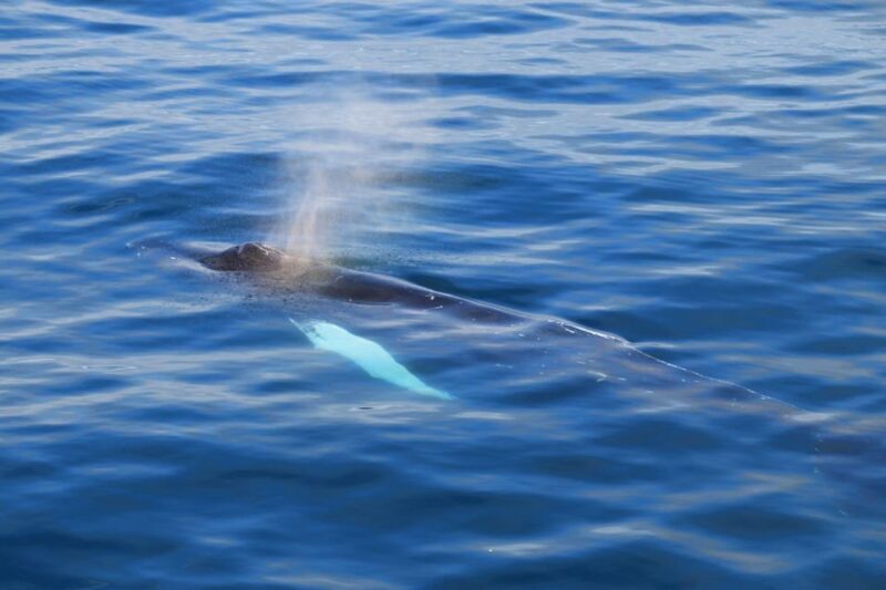 Reykjavik: Whale Watching Tour with Express Option - The Itinerary: What to Expect