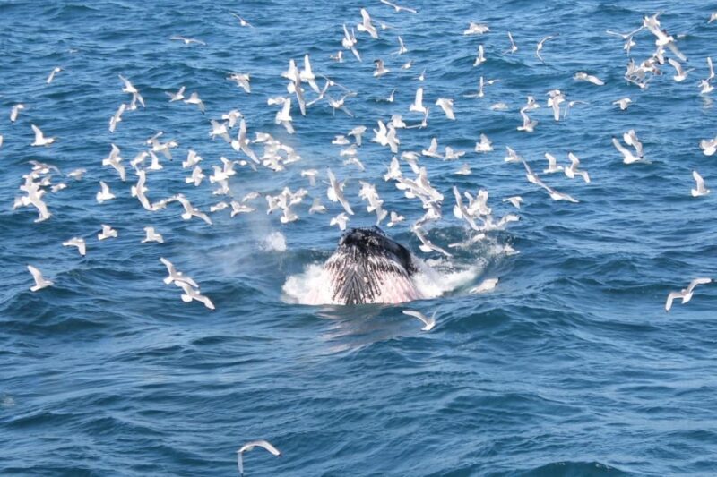 Reykjavik: Whale Watching Tour with Express Option - What’s Included and What to Consider