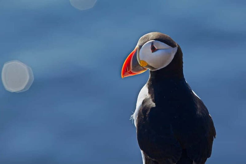 Reykjavik: Whales and Puffins Express Cruise Combo Tour - Key Points