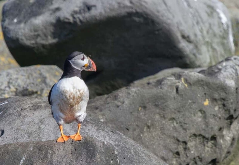 Reykjavik: Whales and Puffins Express Cruise Combo Tour - An Overview of the Tour Experience