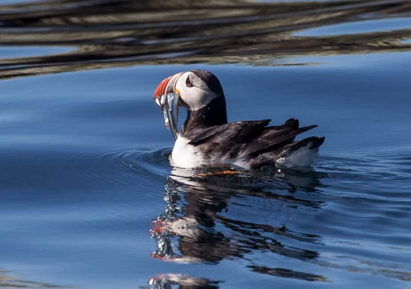 Reykjavik: Whales and Puffins Express Cruise Combo Tour - The Puffin Tour