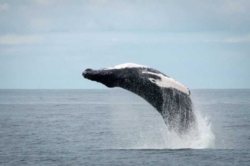 Reykjavik: Whales and Puffins Express Cruise Combo Tour - Logistics and Practicalities