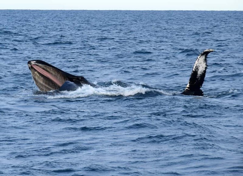 Reykjavik: Whales and Puffins Express Cruise Combo Tour - What Travelers Say