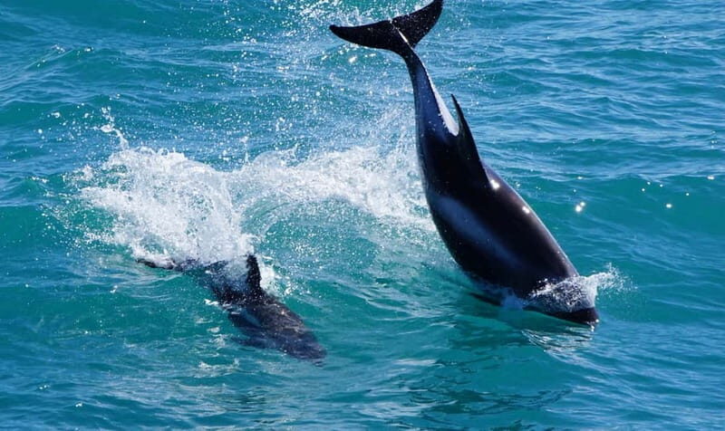 Reykjavik: Whales and Puffins Express Cruise Combo Tour - FAQ