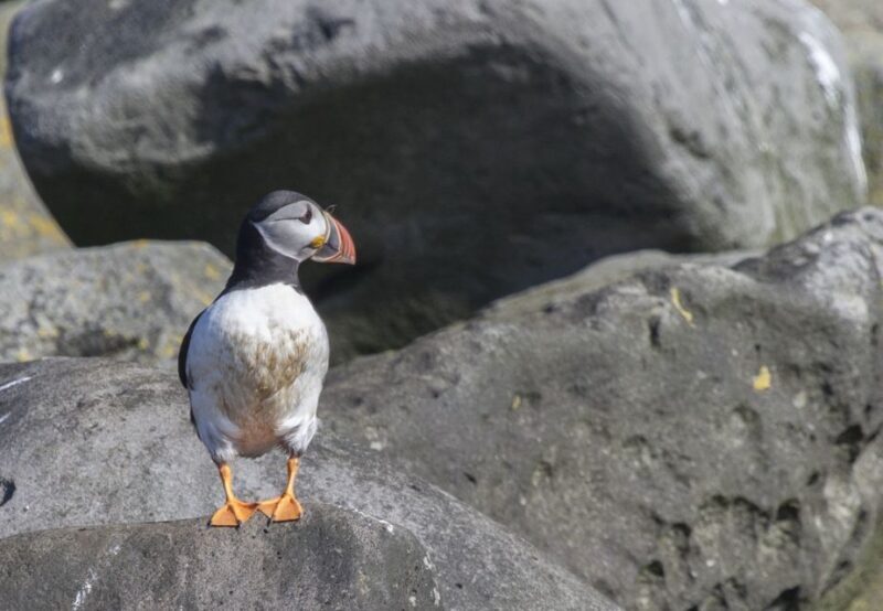 Reykjavik: Whales and Puffins Express Cruise Combo Tour - Key Points