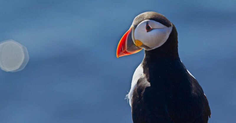 Reykjavik: Whales and Puffins Express Cruise Combo Tour - The Sum Up