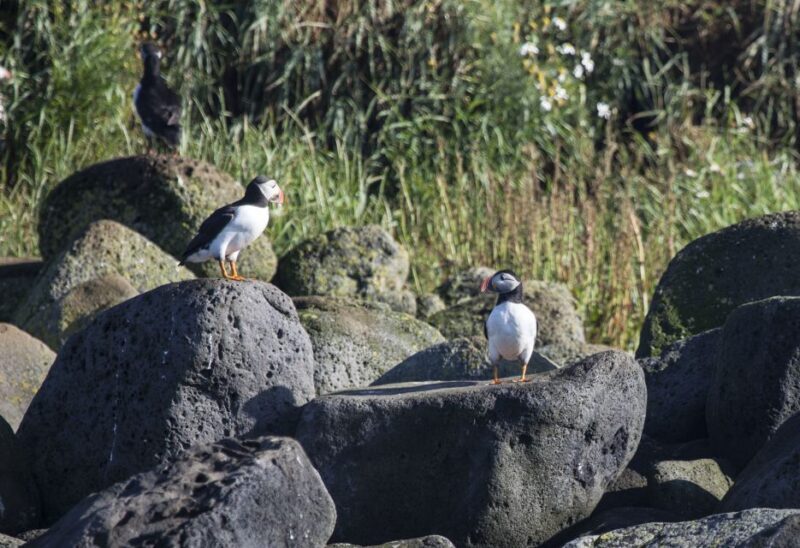 Reykjavik: Whales and Puffins Express Cruise Combo Tour - Who Should Consider This Tour?