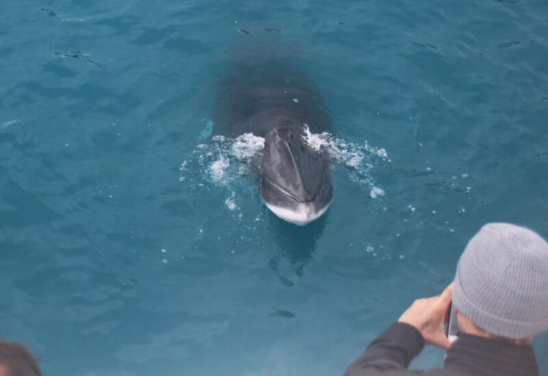 Reykjavik: Whales and Puffins Express Cruise Combo Tour - FAQ